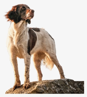 Hunting Dog Png #3605570