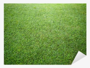 Lawn #3606340