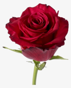 Roseberry Rose Flower Guy - Rose Roseberry Hot Pink #3607019