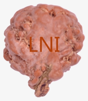 2 Mukhi Ganesha Rudraksha Size - Kielbasa #3607759