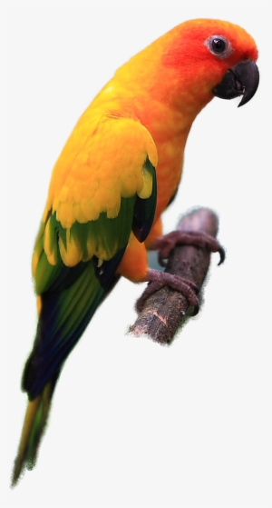 Parrot Clipart Sun Conure - Sun Conure Bird Png #3608861