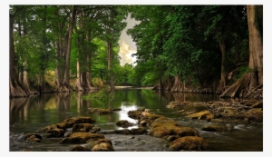 Score 50% - Forest Ecosystems: Forest Function And Management #3609360