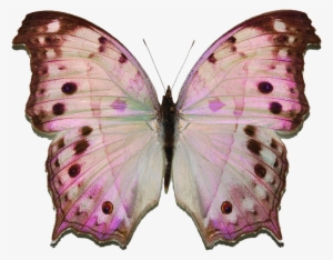 Forest Mother Of Pearl Butterfly #3611481