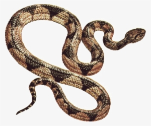 Snake Png Free Download - Snake Clipart Gif #3612702