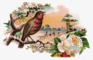 1abirdcard001 - White Rose And Bird Love Story #3613017