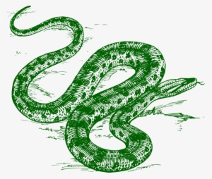 Green Anaconda Drawing #3613239