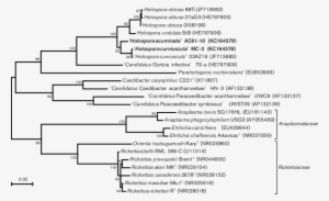 Maximum-likelihood Phylogenetic Tree Based On The 16s - Document #3614316