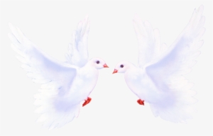 Pigeon Png - Голуби Клипарт #3614631 Pigeon Png - Голуби Клипарт #3614631