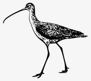 Long Billed Curlew 1 Clipart Png - Long Billed Curlew Drawing #3615484