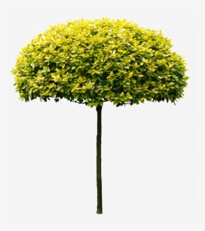 Vegetação Photoshop Elements, Art Sketchbook, Palm - Arvores Pequenas Png #3615489