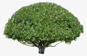 Photoshop - Willow #3615562