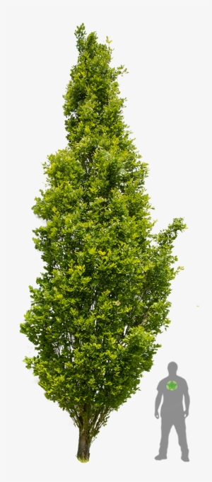 Quercus Robur Fastigiata 'koster' - Quercus Robur Fastigiata Png #3615621