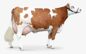Free Png Cow Png Images Transparent - Cow Png #3615915