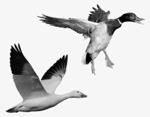 Stone Statues Of A Flying Goose And A Flying Duck - Mallard #3618177