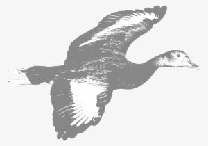 Whistling-duck - Duck #3618463