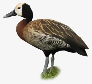 White Faced Whistling Duck #3618465