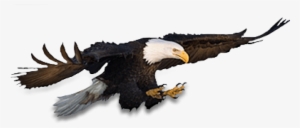 Free Png Eagle Png Images Transparent - Eagle #3619093