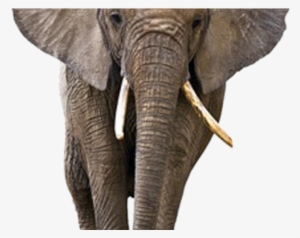 Elephant Png Transparent Images - Transparent Background Elephant Png #3619127