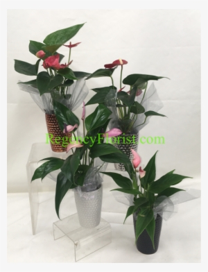 More Views - Regency Florists #3619400