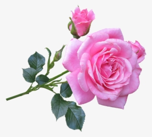 Pink, Rose, Stem, Flower - Good Morning Images Gif #3620318