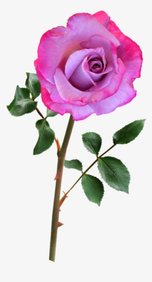 Free Photo Rose Flower Plant Pink Bloom - Rosa Lilas Png #3620377