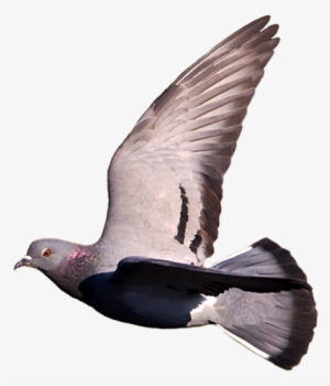 We Also Know That Wild-type Has Oil Gland Above The - Pigeons Flying No Background #3620734