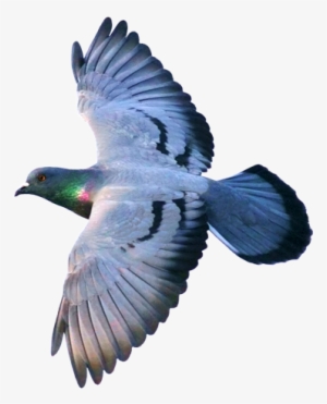 Columbaliviaflying2 - Mutation #3620902