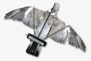 Image Of A Dead Pigeon Mounted Onto The Pigeon Turbo - Pigeons And Doves #3620952