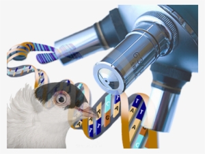 Pigeon Studying #3621015