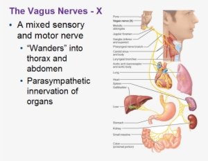 Visceral Supply - Motor Component Of Vagus Nerve #3621479