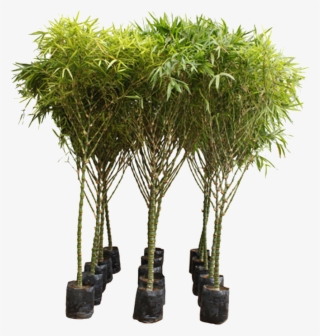 Buddha's Belly Bamboo Bambusa Ventricosa Buy Online - Bambusa Ventricosa #3622564