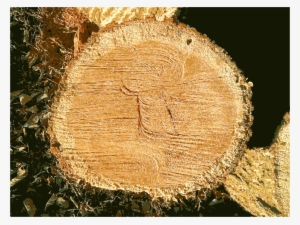 Clipart Missouri Nature - Missouri #3623227