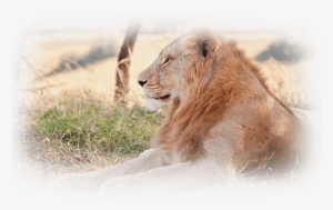 Lion-test - Keyring Lion Predator Lying Grass Field 56814 #3623736