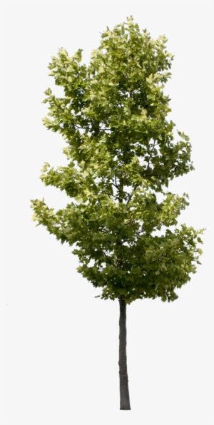 Small 사진 나무, 건축, 조경설계, Photomontage, 사람, - Small Tree Png #3624594