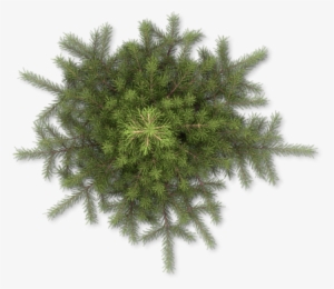 39 264k Tree, Snowy Pine A 06 Feb 2009 - Pine #3624597