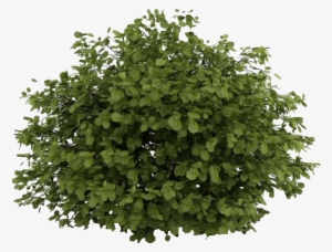 Natural Small Tree - Photoshop Shrubs #3624599