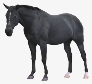 Go To Image - Black Horse Png Deviantart #3624846