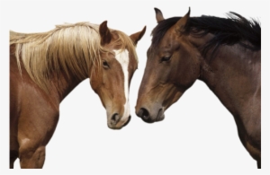 Horse Png - Horse / Pony 8 X 10 Glossy #3624850