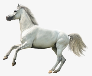 Wallpapers Laptop, Ax/84 - White Horse Transparent Background #3625108