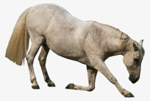 Water Buffalo Transparent Png - Stock Png Animals #3625181