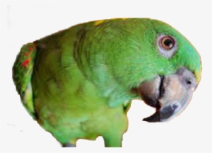 Download All Parrots Png Images And Transparent's To - Delbert - Barbara Heidenreich Bib #3628183