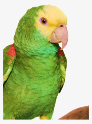 Parrot - Yellow-headed Amazon #3628218