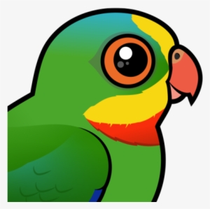 Also Known As - Superb Parrot #3628283