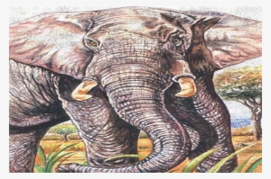 Indian Elephant #3628459