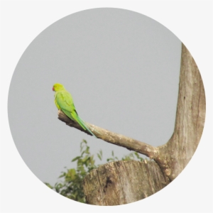 Green Parrots - Budgie #3628483