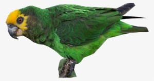 Yellow-fronted Parrot - Macaw #3628509