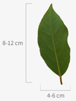 Bayleafe - Heteromeles #3628915