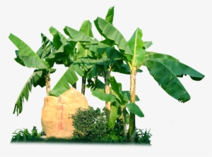 芭蕉树 - Hardy Banana #3629762