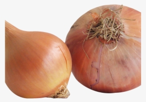 Onion Png Image1 - Portable Network Graphics #3630056