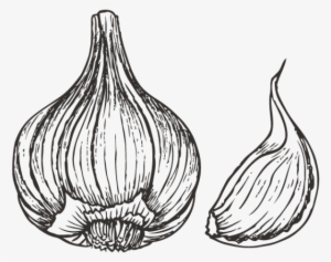 Drawn Onion White Png - Garlic Drawing #3630391